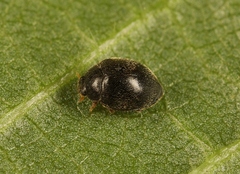 Stethorus pusillus