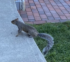 Sciurus carolinensis