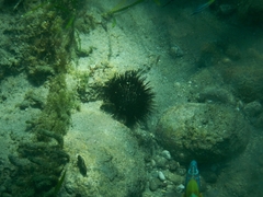 Euechinoidea