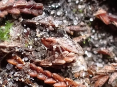 Ulopa reticulata