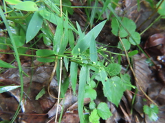 Dichanthelium sphaerocarpon