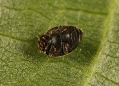 Stethorus pusillus