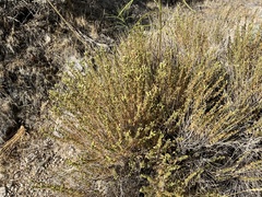 Brickellia microphylla