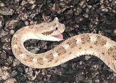 Crotalus cerastes