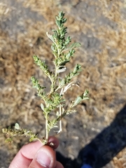 Amaranthus albus