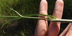 Scorzonera purpurea