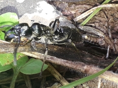 Paltothyreus tarsatus