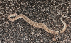 Crotalus cerastes