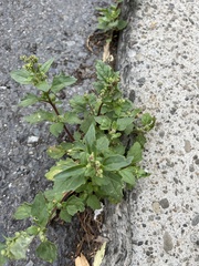 Chenopodiastrum murale