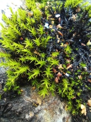 Grimmiaceae