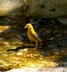 Icterus spurius