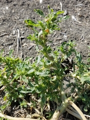 Amaranthus albus