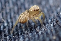 Euophrys frontalis