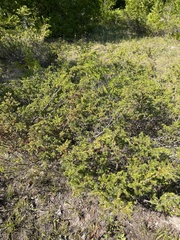 Juniperus virginiana