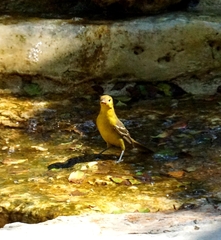 Icterus spurius