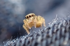 Euophrys frontalis