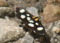 Anania funebris