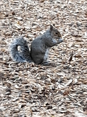 Sciurus carolinensis