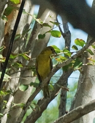 Icterus spurius