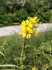 Silphium integrifolium