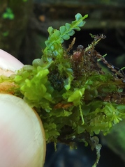 Chiloscyphus pallescens