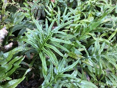 Microsorum pustulatum pustulatum