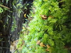 Chiloscyphus pallescens