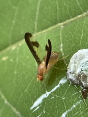 Toxonevra superba