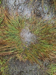 Trichophorum cespitosum