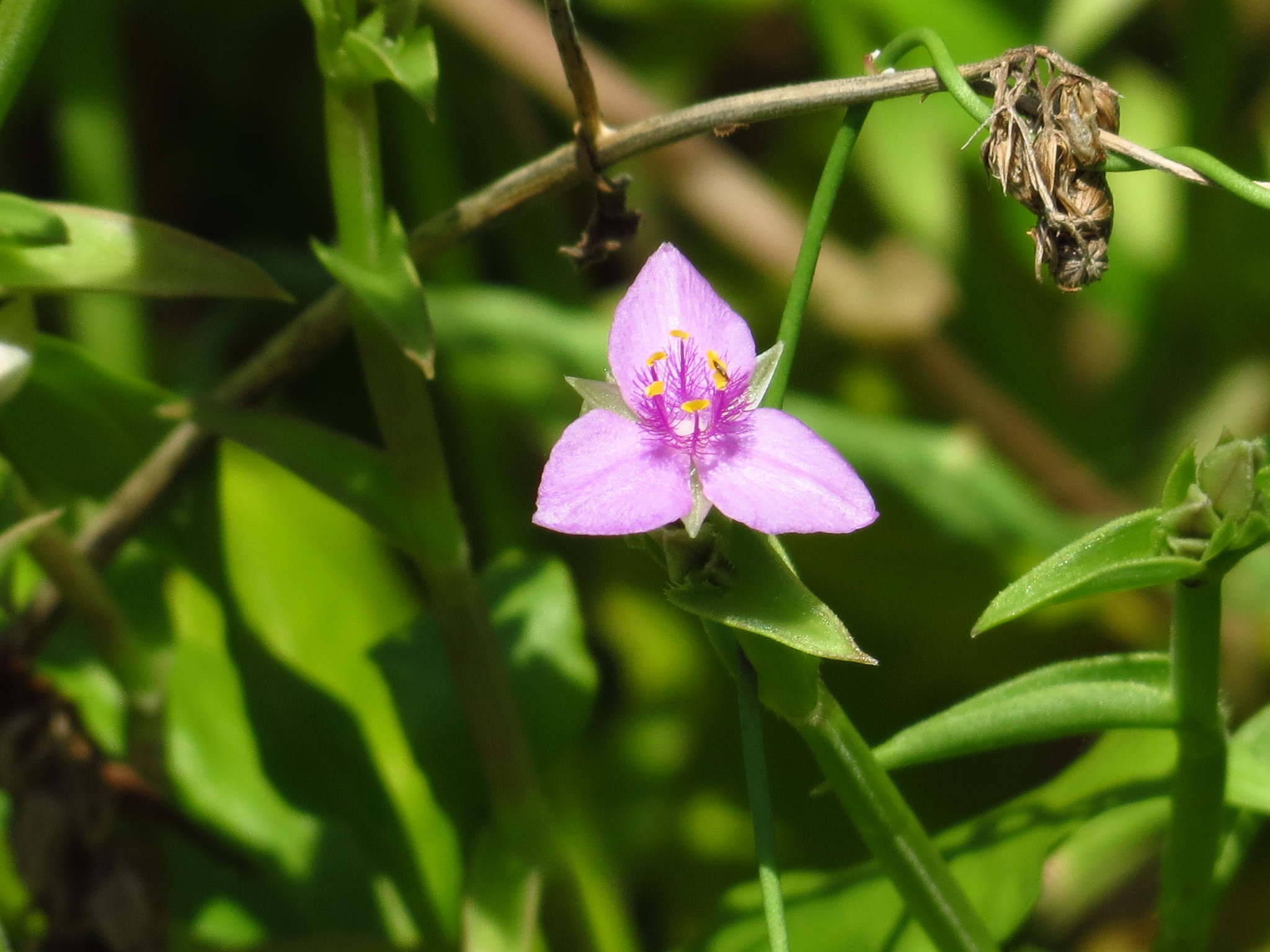 Callisia micrantha