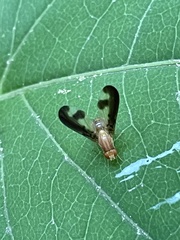Toxonevra superba