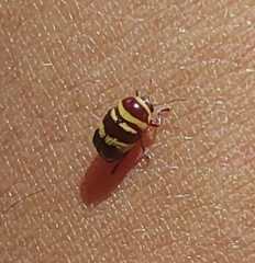 Cryptocephalus