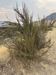 Purshia tridentata