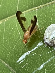 Toxonevra superba