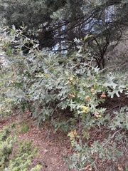 Quercus gambelii
