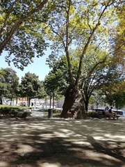 Platanus