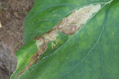 Acidia cognata