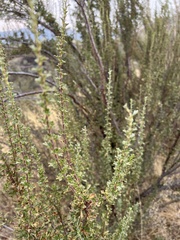 Purshia tridentata