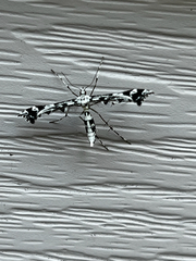 Amblyptilia pica