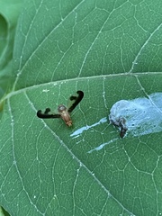 Toxonevra superba