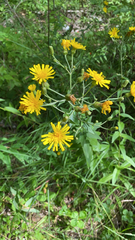 Hieracium umbellatum