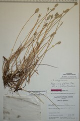 Alopecurus magellanicus