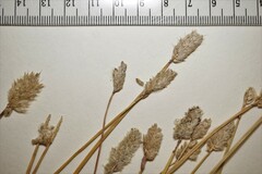 Alopecurus magellanicus