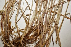 Alopecurus magellanicus