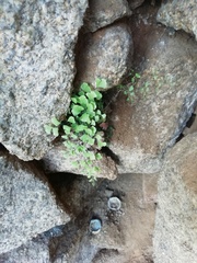 Adiantum capillus-veneris