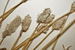 Alopecurus magellanicus