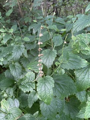 Scutellaria columnae