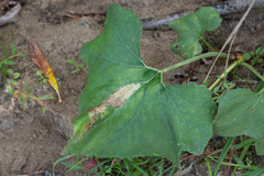 Acidia cognata