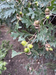 Quercus gambelii