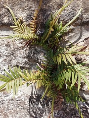 Pteris vittata